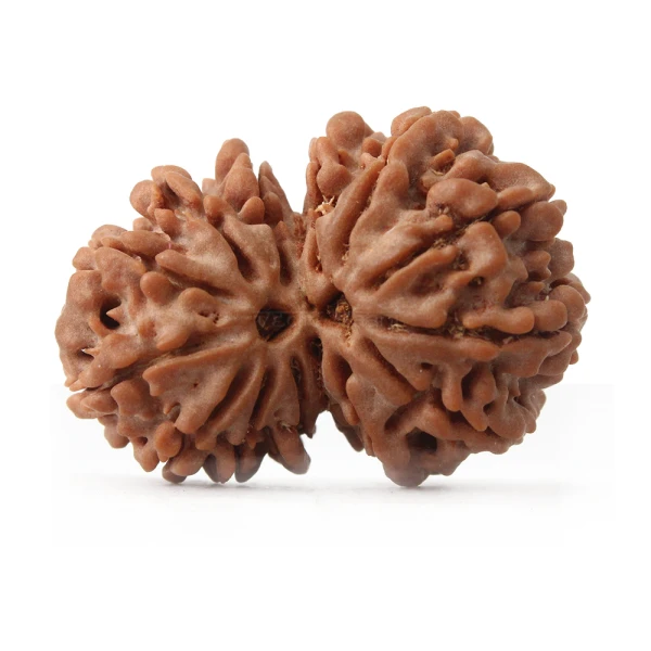 Gauri Shankar Rudraksha