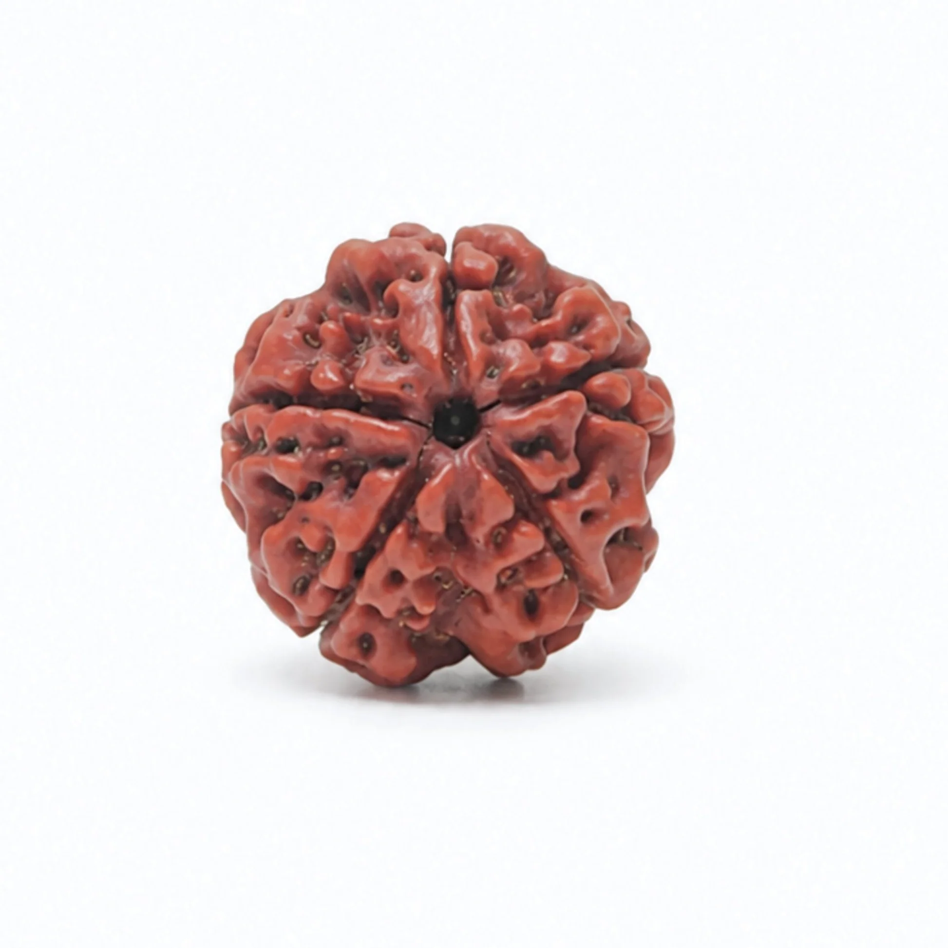 5 Mukhi Rudraksha